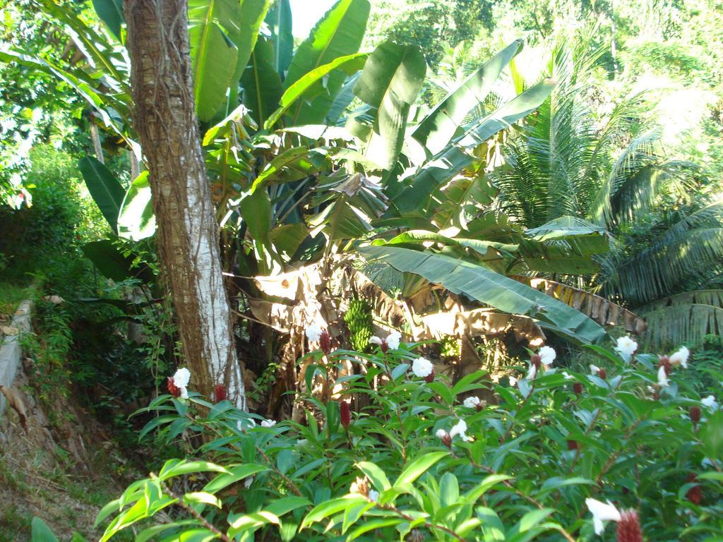Cote Sud - Unique Villa & Bungalows Intendance Road *